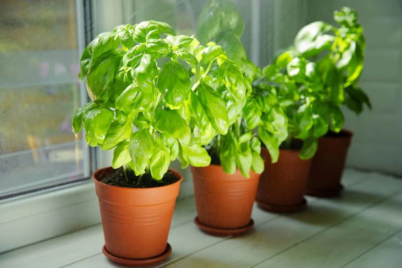 Move Tender Herbs Indoors Before Cold Nights Arrive Move Tender Herbs Indoors Before Cold Nights Arrive