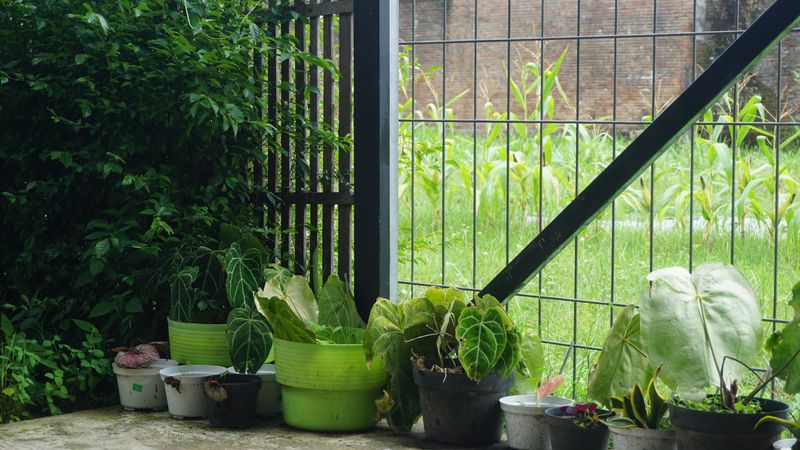 Move The Potted Plants To A Sheltered Spot Move The Potted Plants To A Sheltered Spot