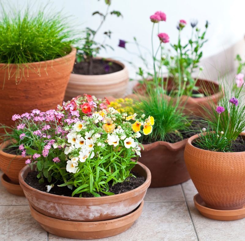 Move These Tender Plants Before The Temperature Drops Move These Tender Plants Before The Temperature Drops