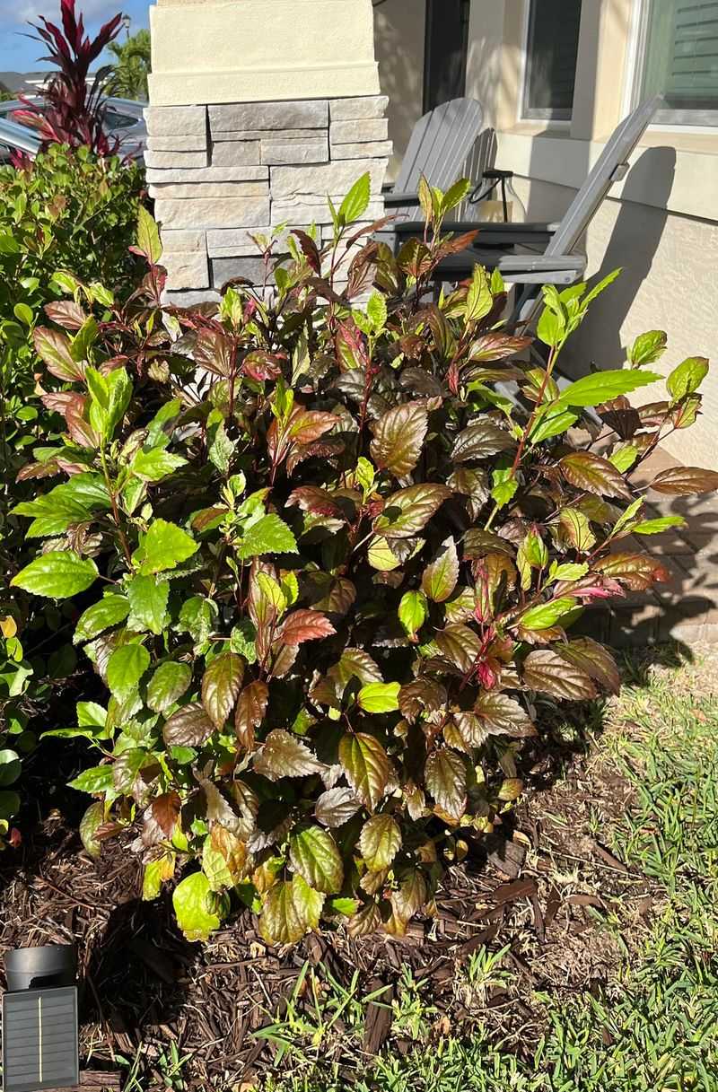 Move Tropical Hibiscus Into A Fall Feeding Routine Move Tropical Hibiscus Into A Fall Feeding Routine