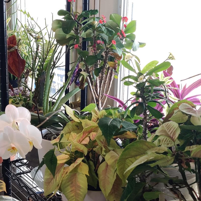 Move Tropical Plants Before Temperatures Drop Move Tropical Plants Before Temperatures Drop