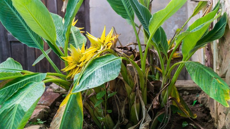 Move the Arizona Banana Only After Roots Strengthen