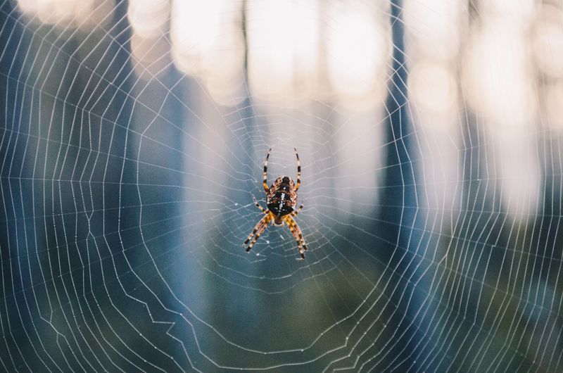Moving A Web Without Harming The Architect Moving A Web Without Harming The Architect