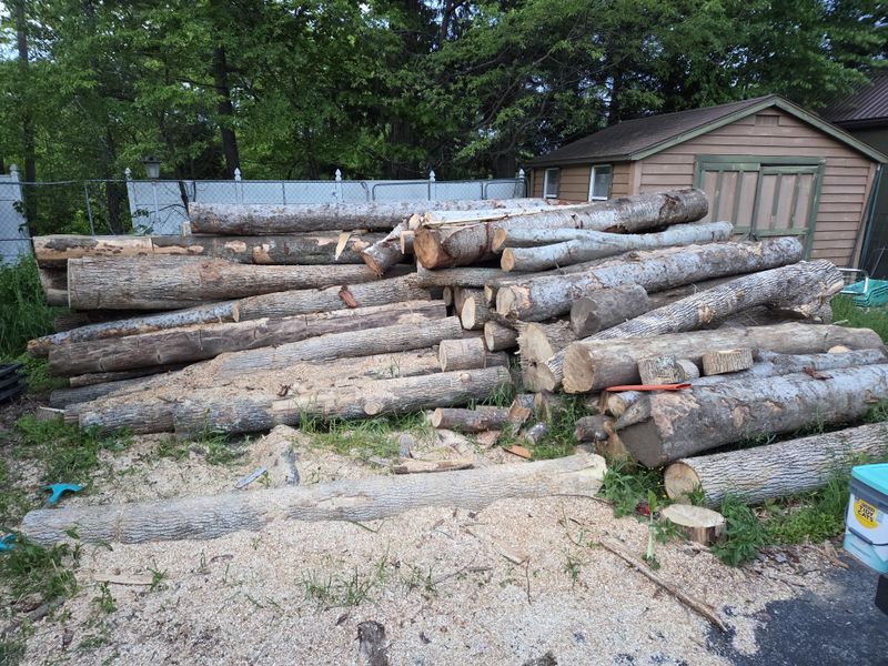 Moving Firewood Spreads The Problem Moving Firewood Spreads The Problem
