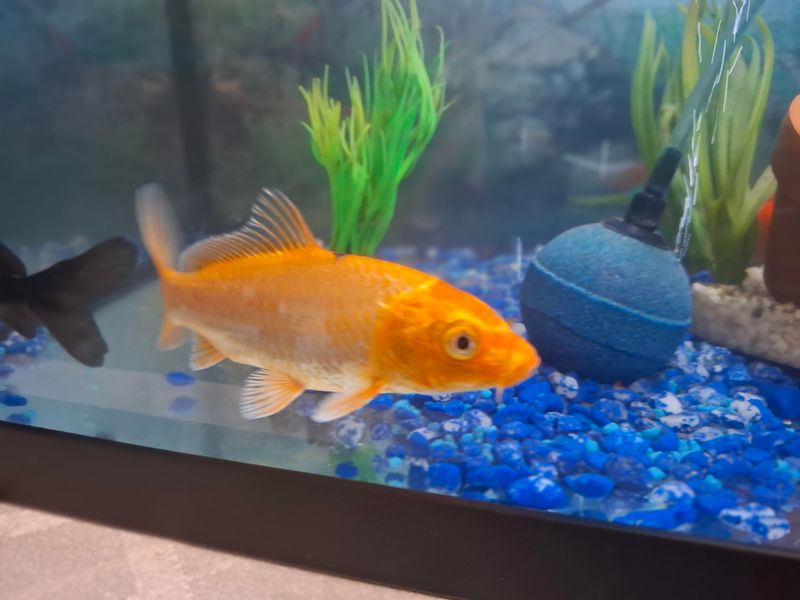 Moving Fish To A Safe Depth Or Indoors