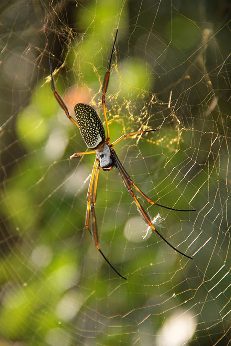 Moving a Web Without Harming the Spider