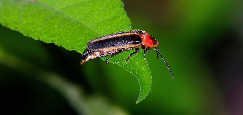 Mowing Too Often Destroys Larval Habitat