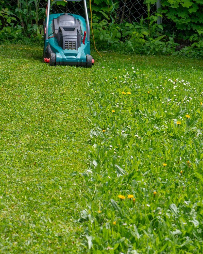 Mowing Too Short Hands Weeds An Open Invitation