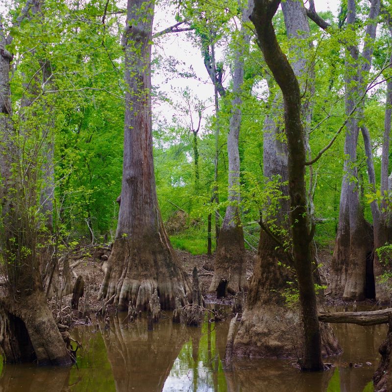 Much Of It Comes From Southern Wetland Forests Much Of It Comes From Southern Wetland Forests