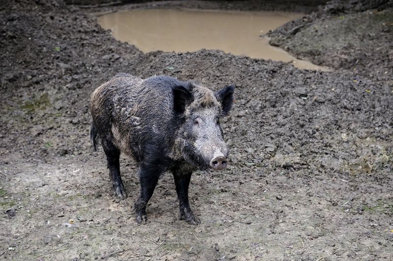 Muddy Wallows Point To Another Kind Of Hog Activity Muddy Wallows Point To Another Kind Of Hog Activity