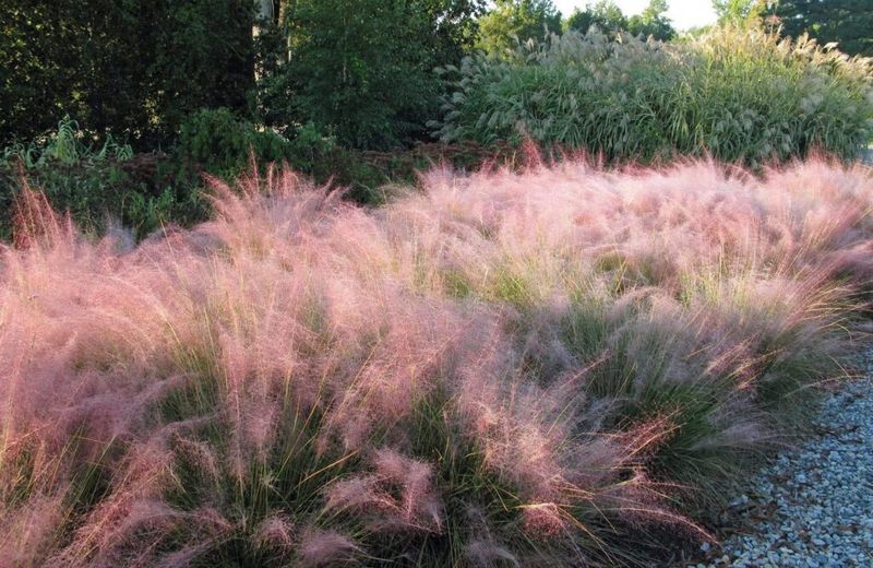 Muhly Grass Adds Late Season Color On Slopes