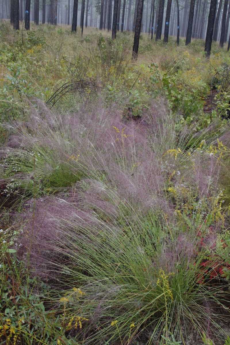 Muhly Grass Is About To Put On A Show