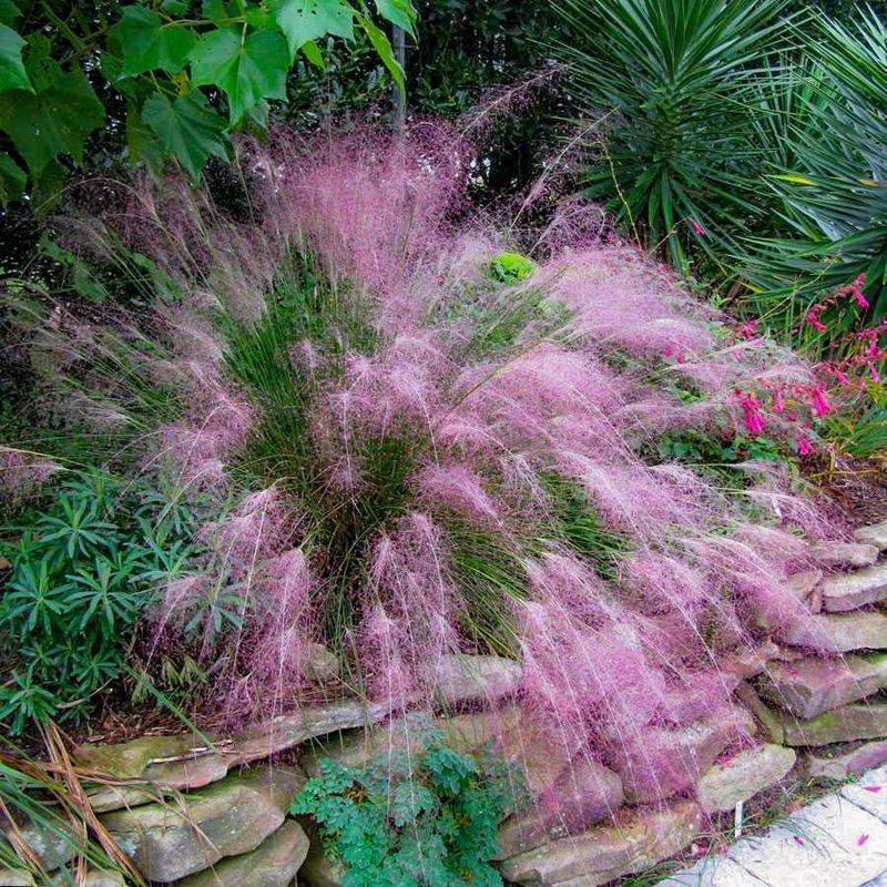 Muhly Grass (Muhlenbergia Capillaris)