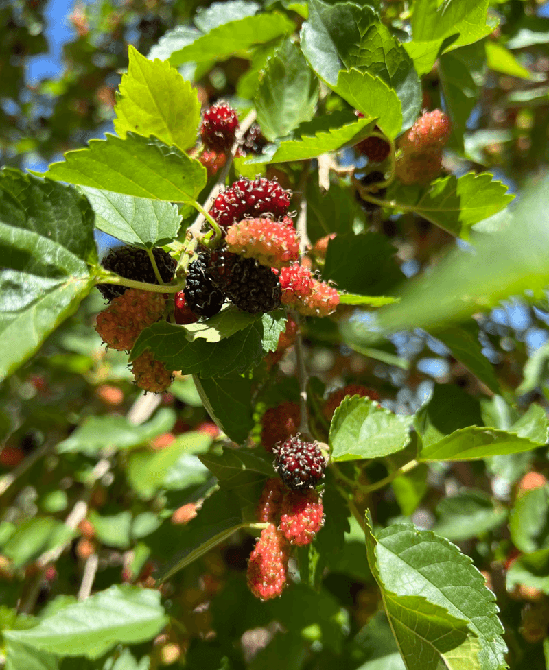 Mulberry