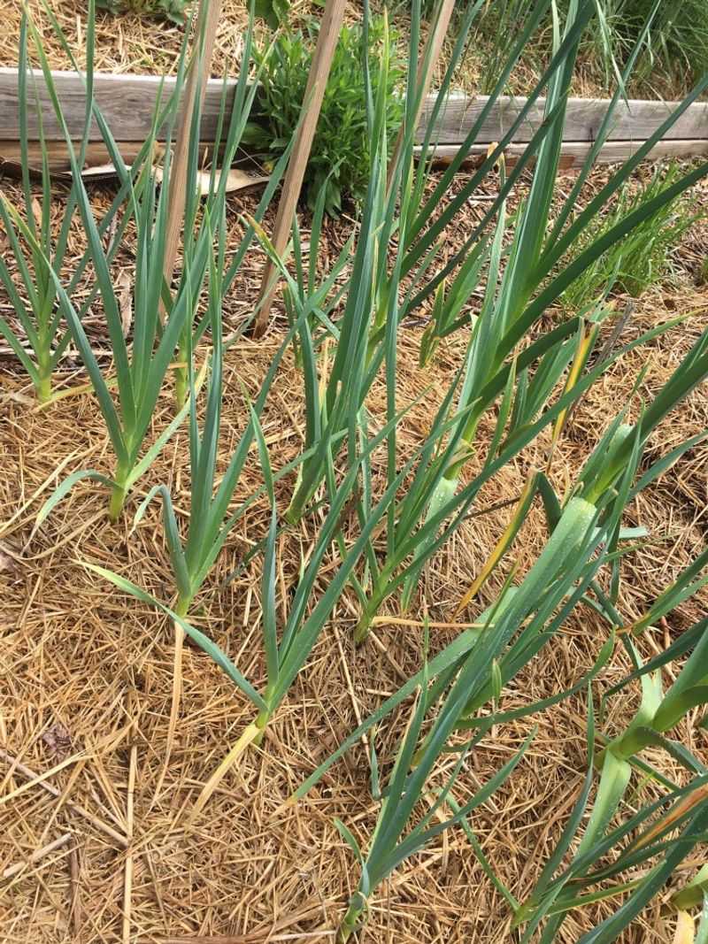 Mulch After Plants Establish