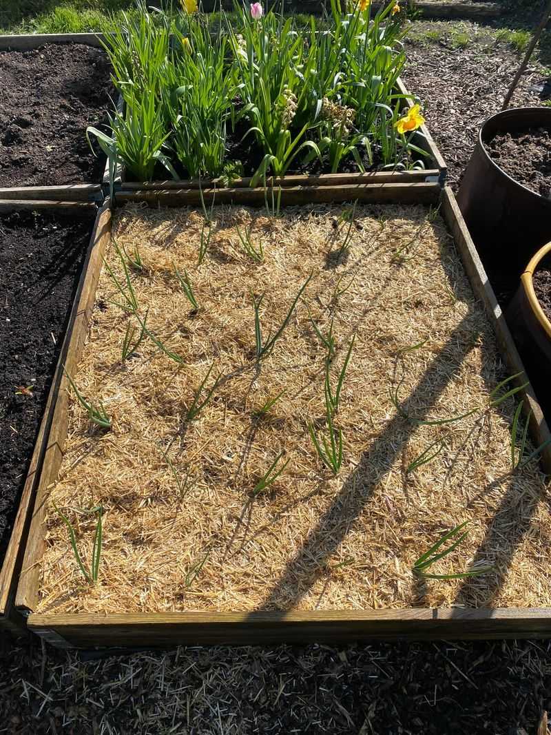 Mulch And Cover Crops As The Follow Up
