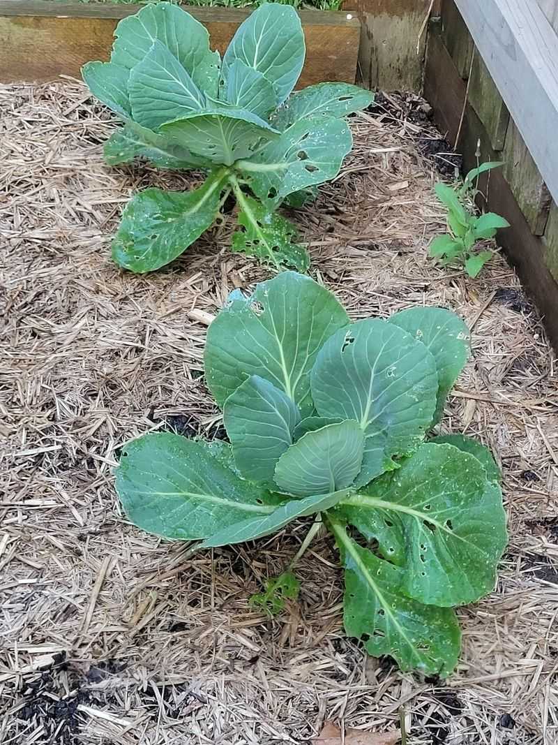 Mulch Around Stems To Trap Ground Heat