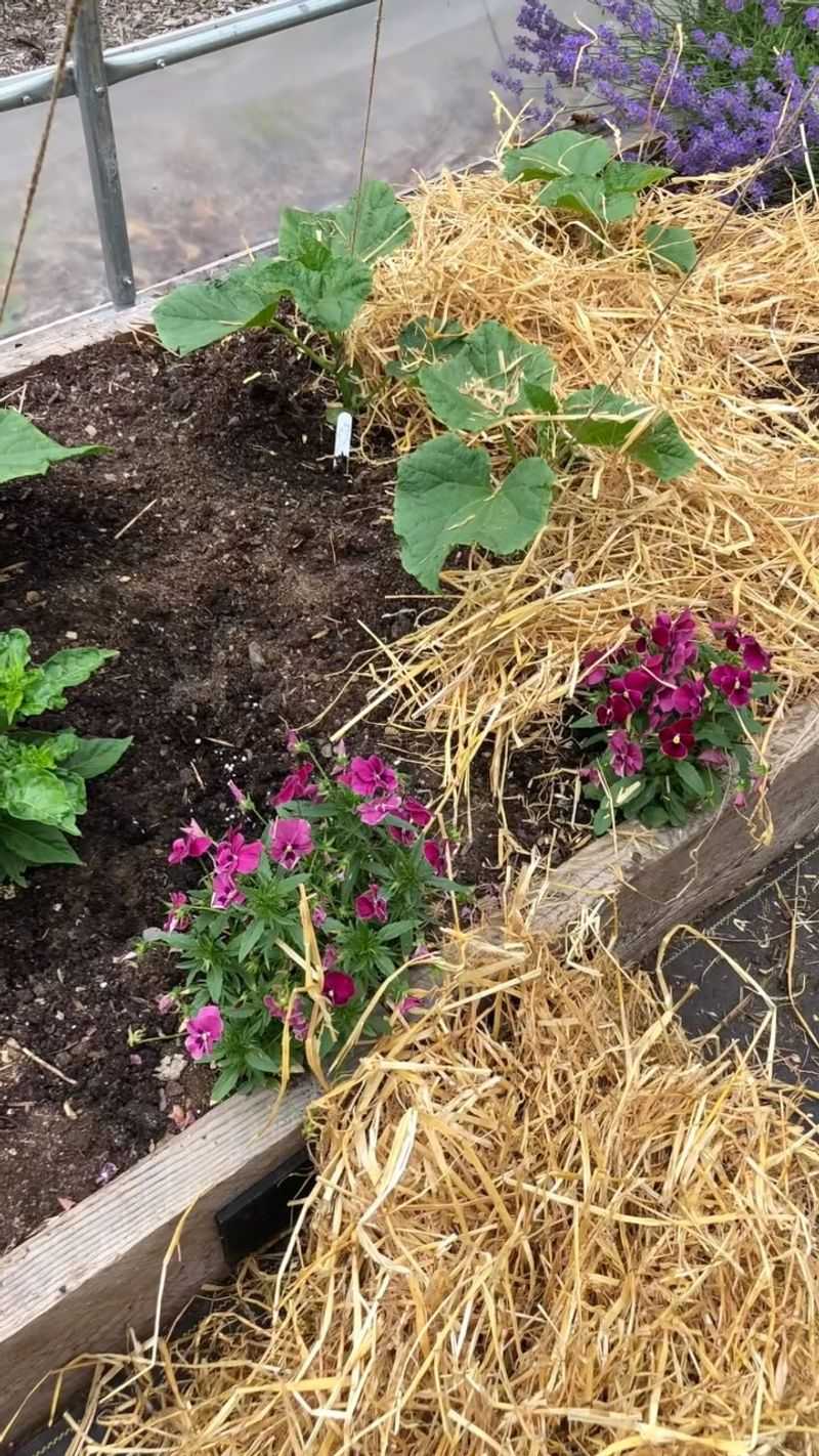 Mulch Around The Plants Mulch Around The Plants