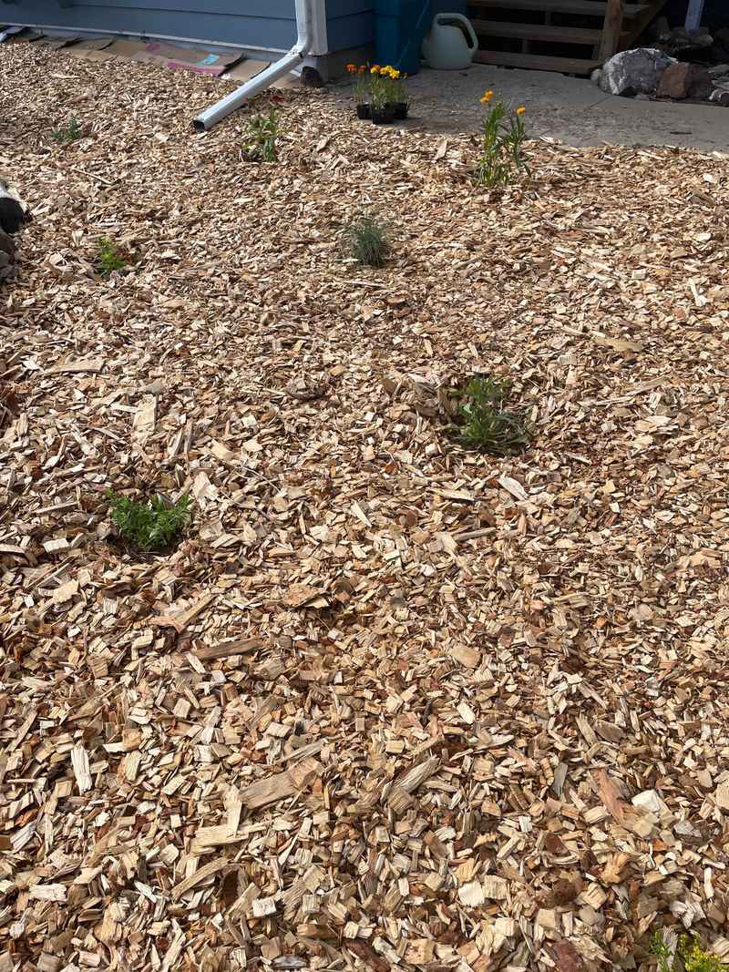 Mulch Around The Roots After The Soil Cools Mulch Around The Roots After The Soil Cools