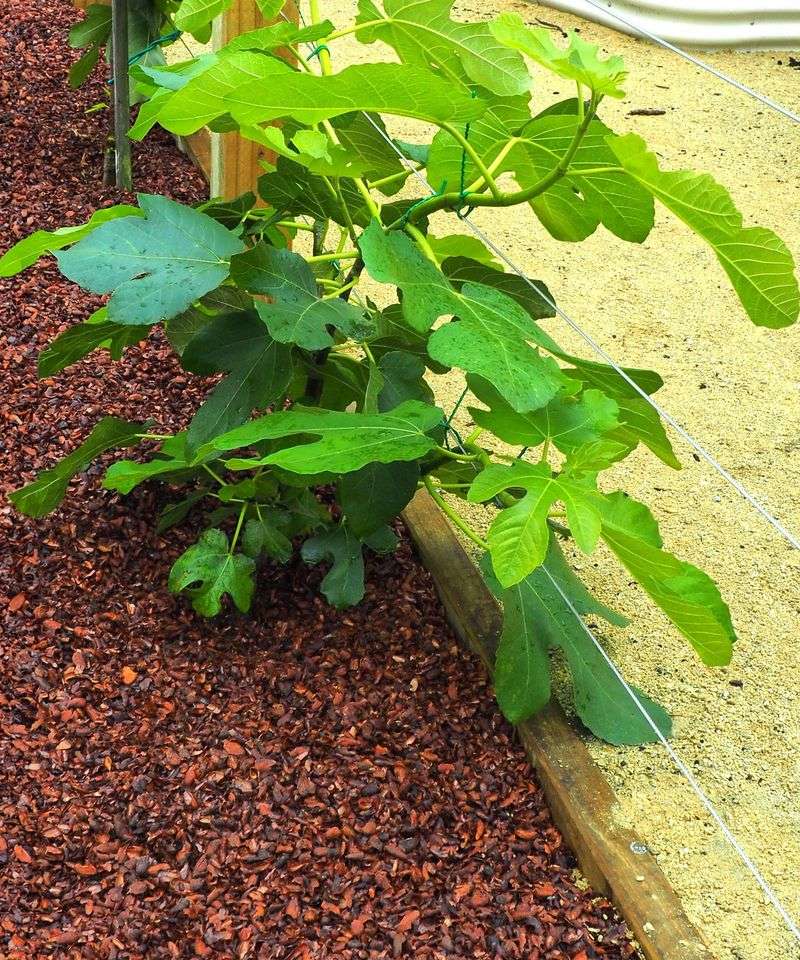 Mulch Around The Tree Properly