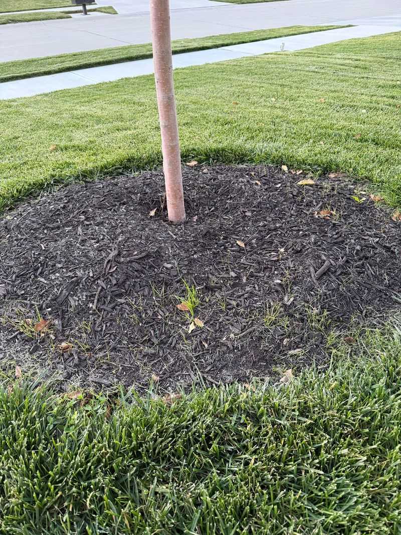 Mulch Beds Plus Smart Soil Care For Prevention Mulch Beds Plus Smart Soil Care For Prevention
