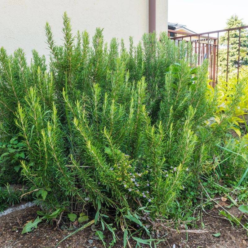 Mulch Can Give The Roots Extra Protection From Cold Mulch Can Give The Roots Extra Protection From Cold