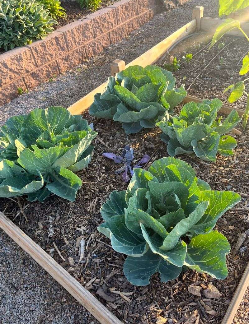 Mulch Can Protect The Soil Surface