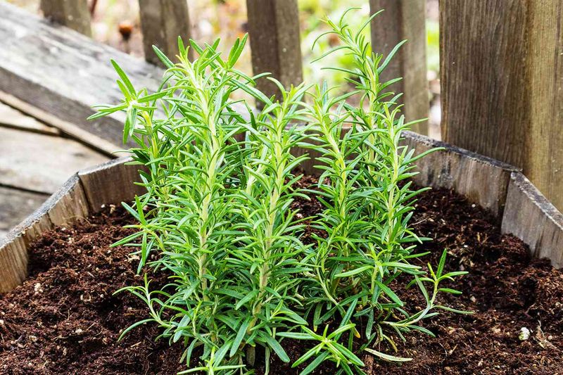 Mulch Can Reduce Water Loss Mulch Can Reduce Water Loss