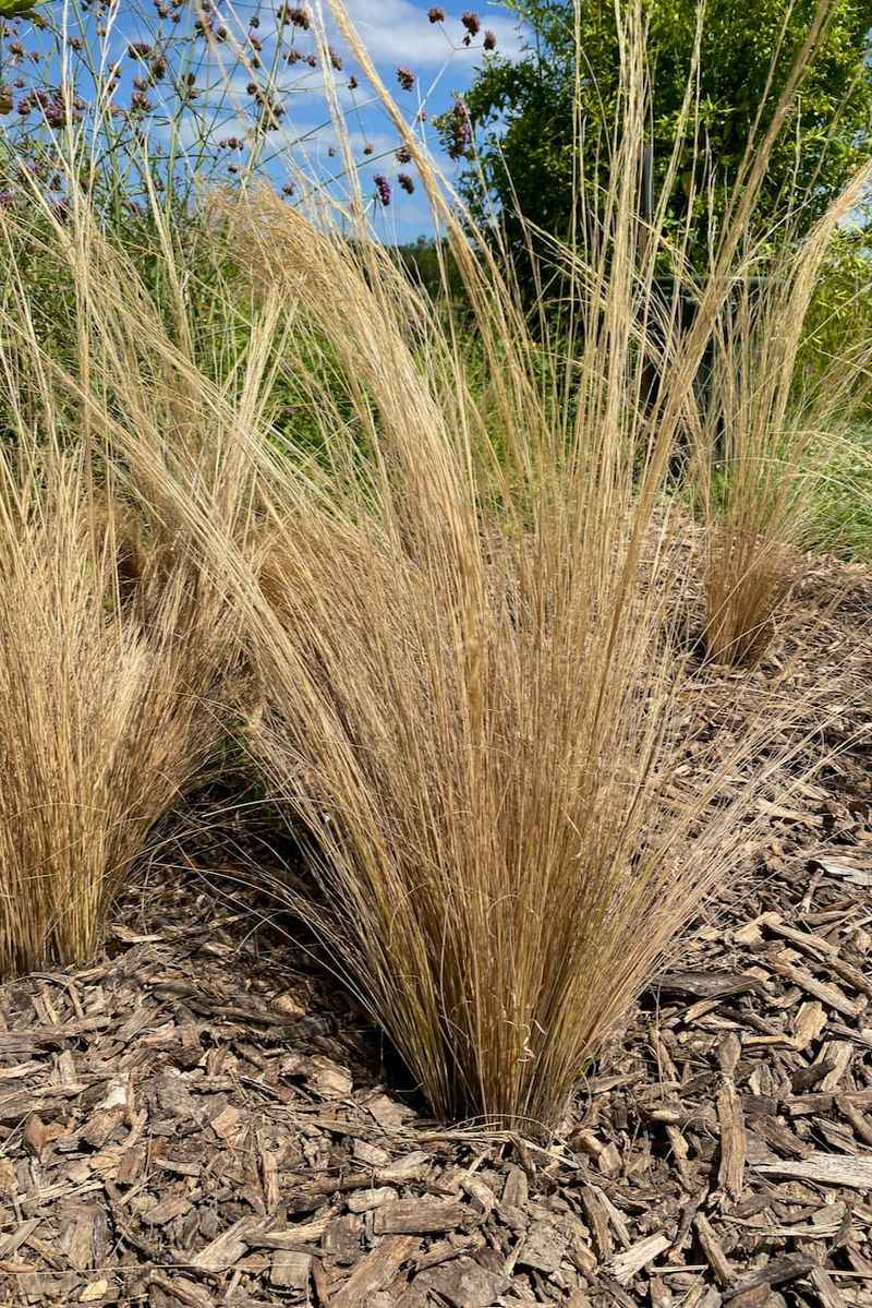 Mulch Carefully Around The Root Zone