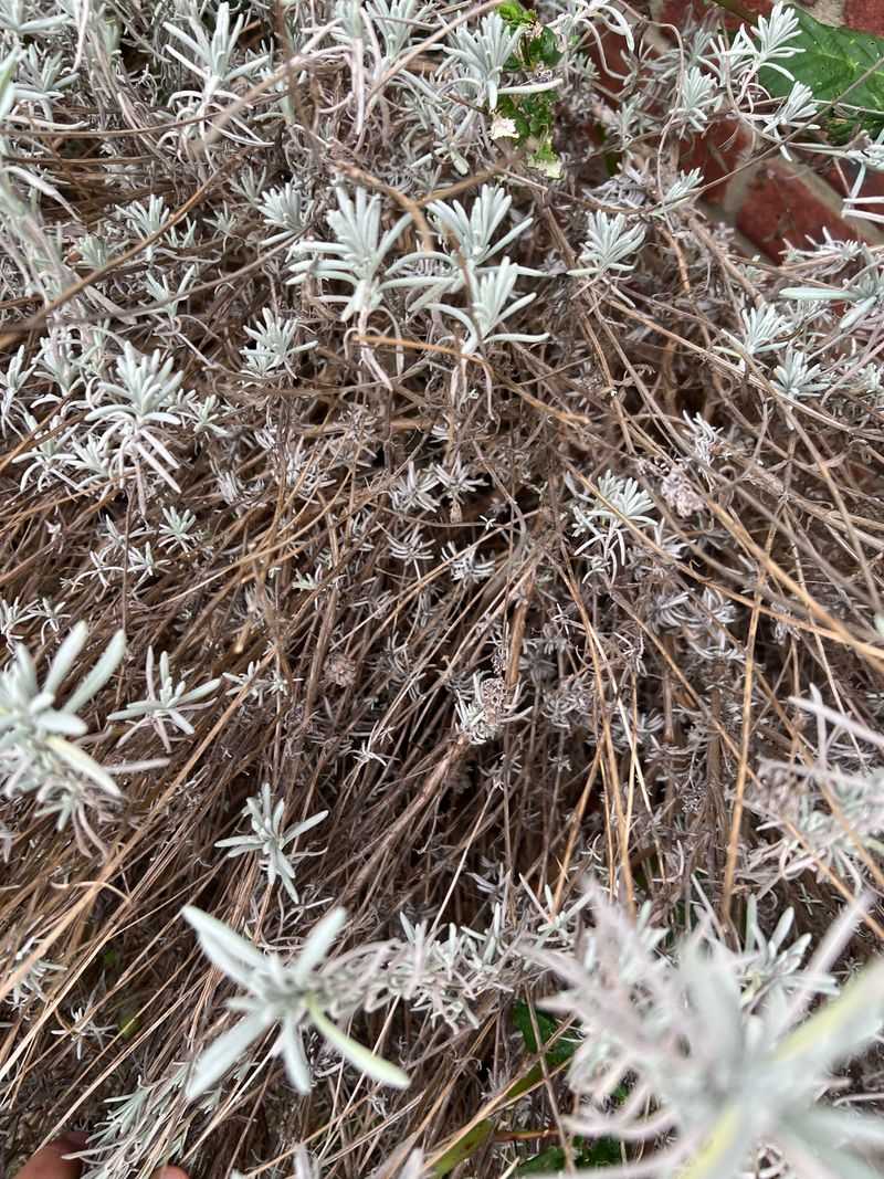 Mulch Choice Makes A Bigger Difference Than Expected