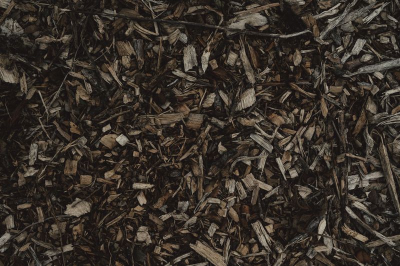 Mulch Deeply If Your Rhizomes Stay In The Ground Mulch Deeply If Your Rhizomes Stay In The Ground