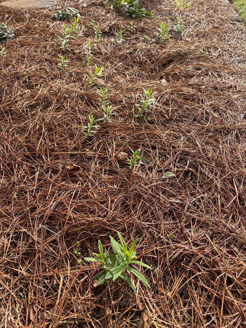 Mulch Heavily To Cool Georgia's Red Clay Soil Mulch Heavily To Cool Georgia's Red Clay Soil