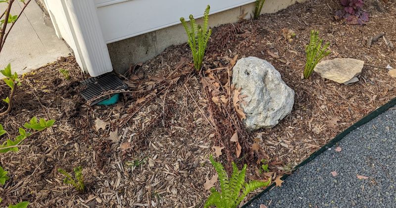 Mulch Helps Hold Moisture Around Roots Mulch Helps Hold Moisture Around Roots