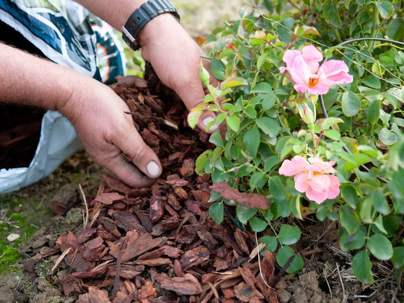 Mulch Helps Insulate Sensitive Roots Mulch Helps Insulate Sensitive Roots