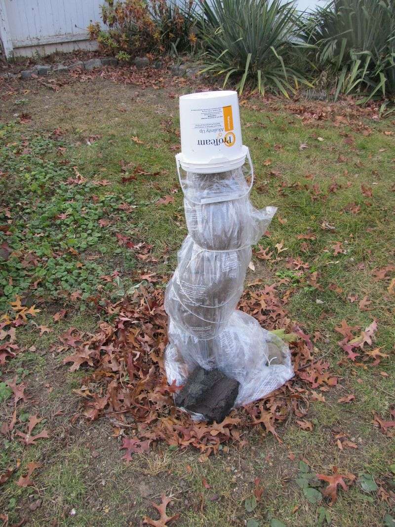 Mulch Helps Insulate The Crown And Roots