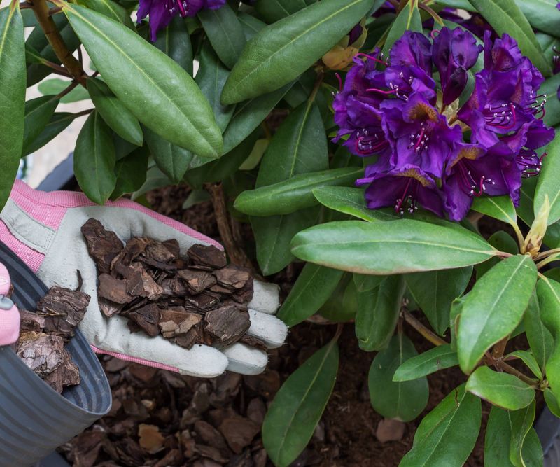 Mulch Helps Keep Roots Cool Mulch Helps Keep Roots Cool