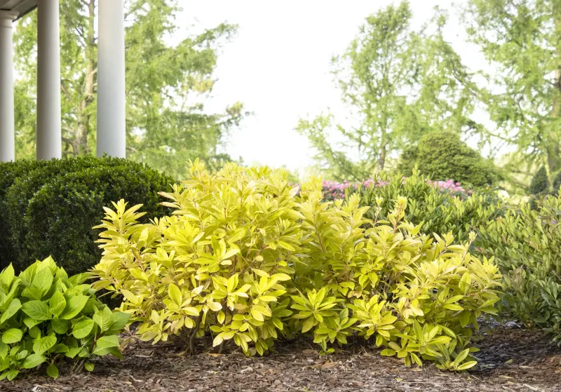 Mulch Helps Slow Moisture Loss Around Anise Shrub Roots