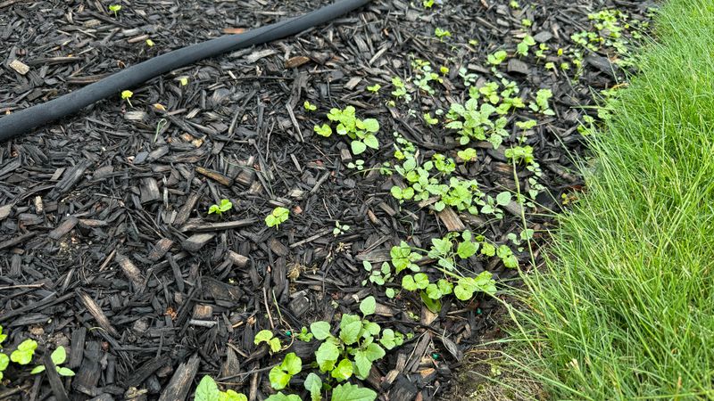 Mulch Loss Exposes Soil To The Sun