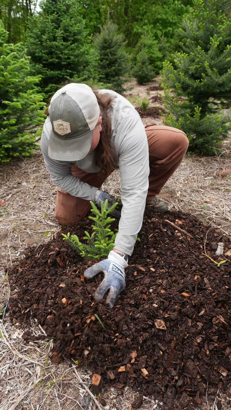 Mulch Now To Protect Young Roots