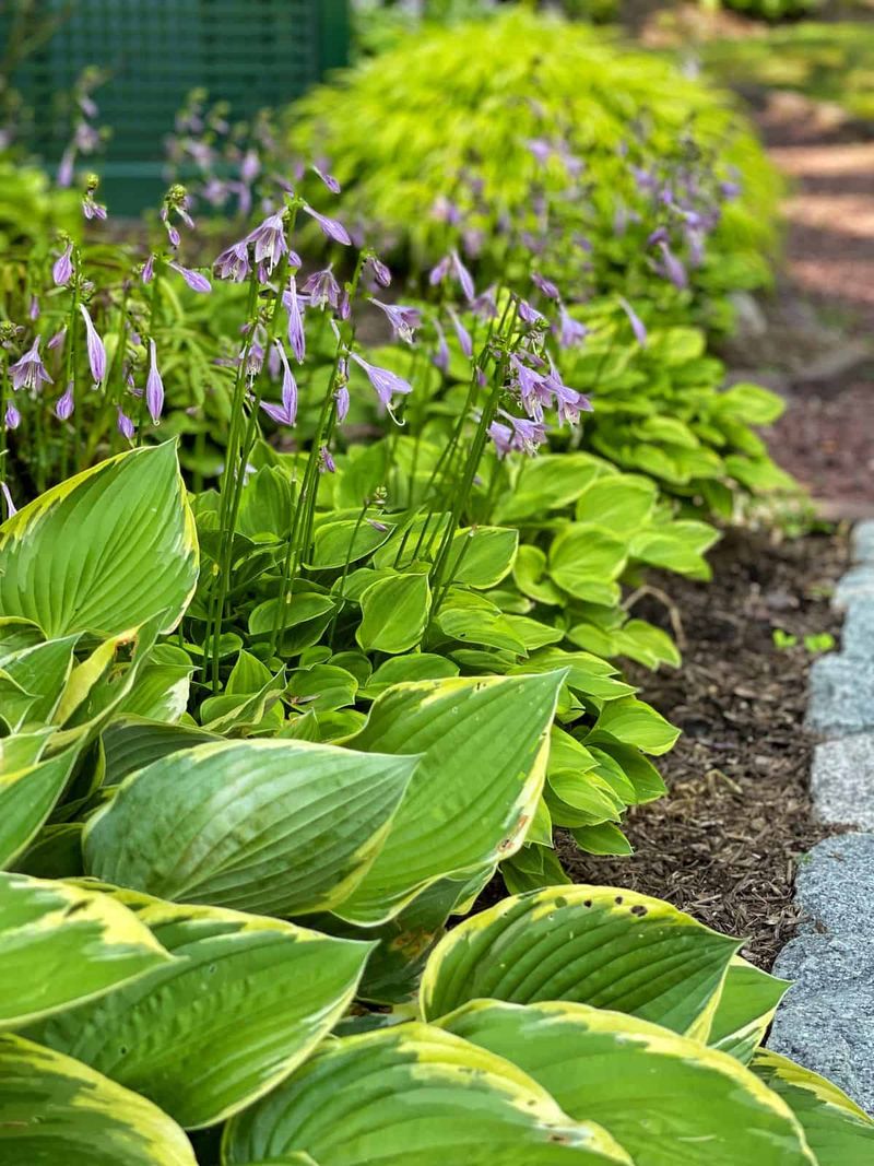 Mulch Once Plants Go Dormant
