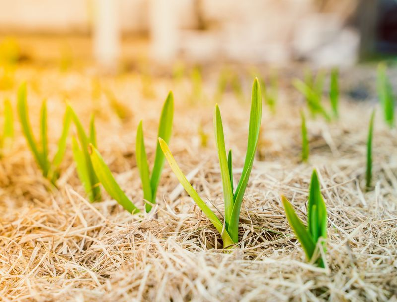 Mulch Protects Sprouts Through Cold Snaps Mulch Protects Sprouts Through Cold Snaps