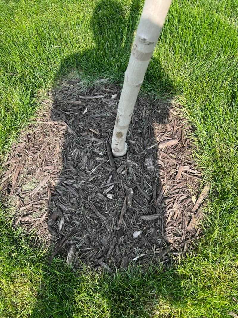 Mulch Rings Help Roots Hold Their Ground