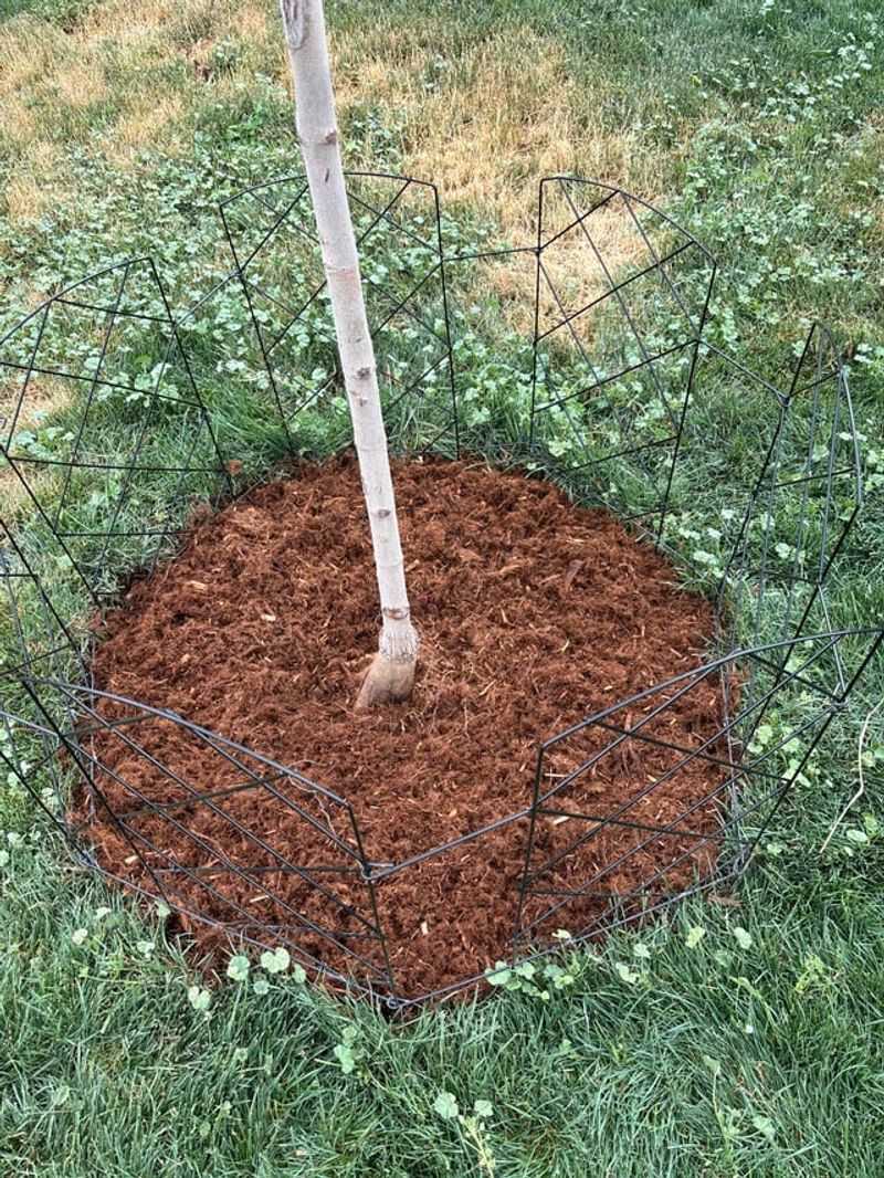 Mulch Rings Kept Off The Trunk Mulch Rings Kept Off The Trunk