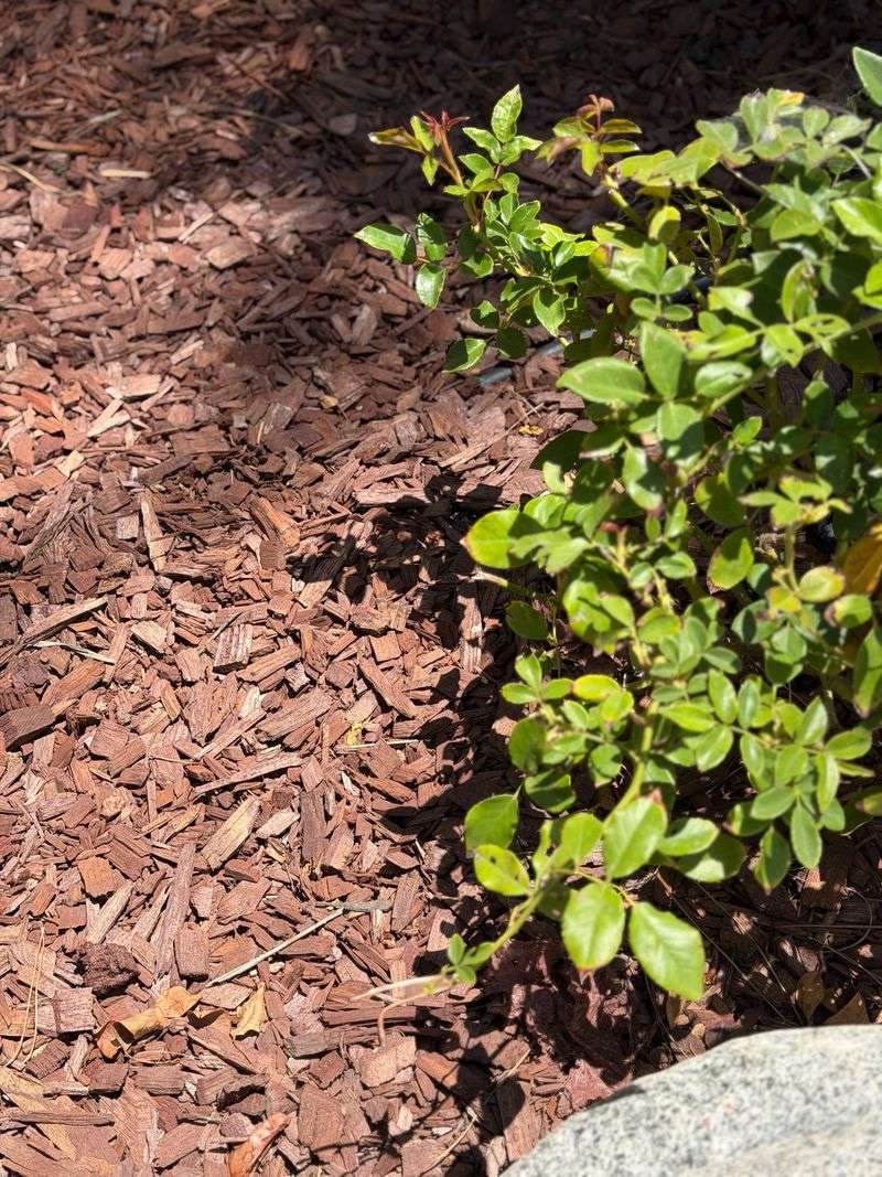 Mulch Slows Moisture Loss Around New Roots Mulch Slows Moisture Loss Around New Roots