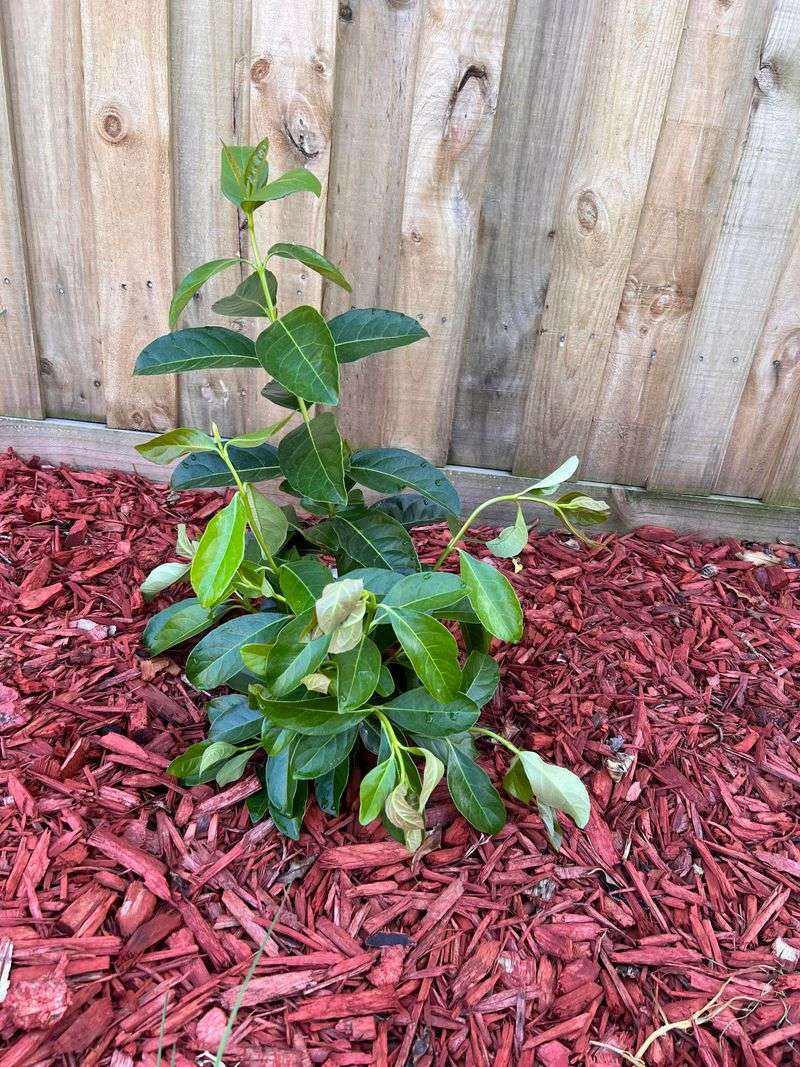 Mulch, Soil Prep, And Steady Bud Protection Mulch, Soil Prep, And Steady Bud Protection