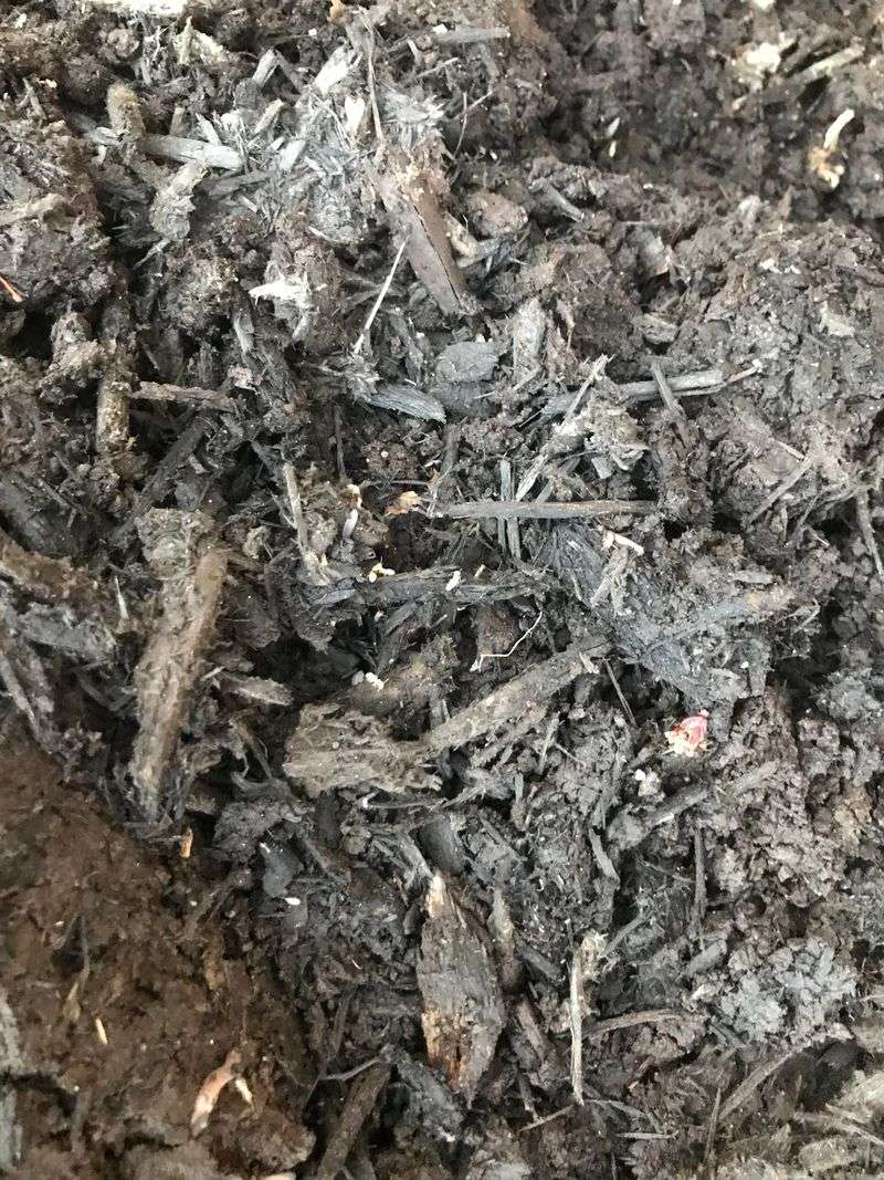 Mulch That Crumbles Into Fine Dust Mulch That Crumbles Into Fine Dust