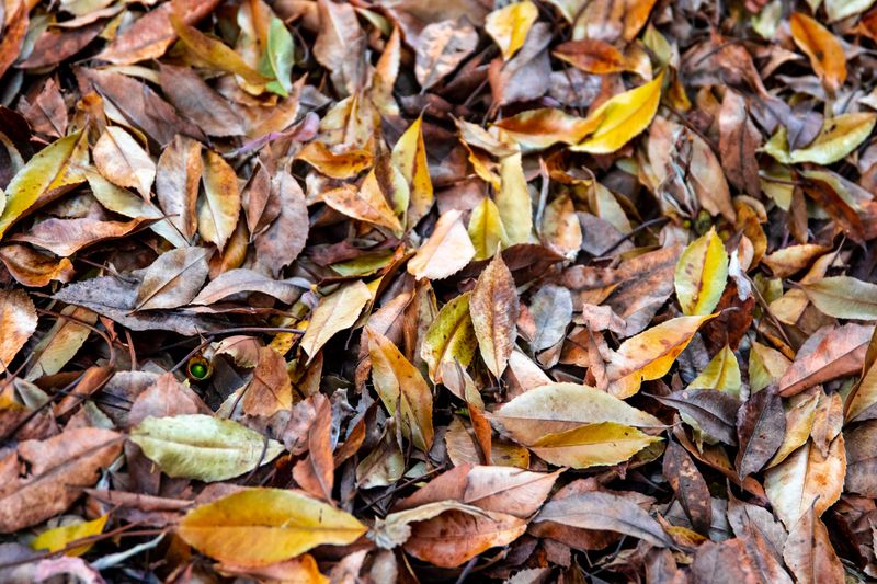 Mulch The Leaves Instead Of Raking Them All Mulch The Leaves Instead Of Raking Them All