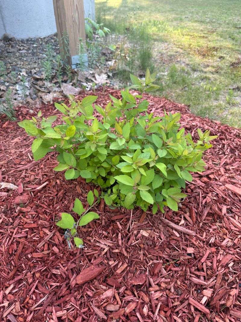 Mulch The Root Zone Correctly