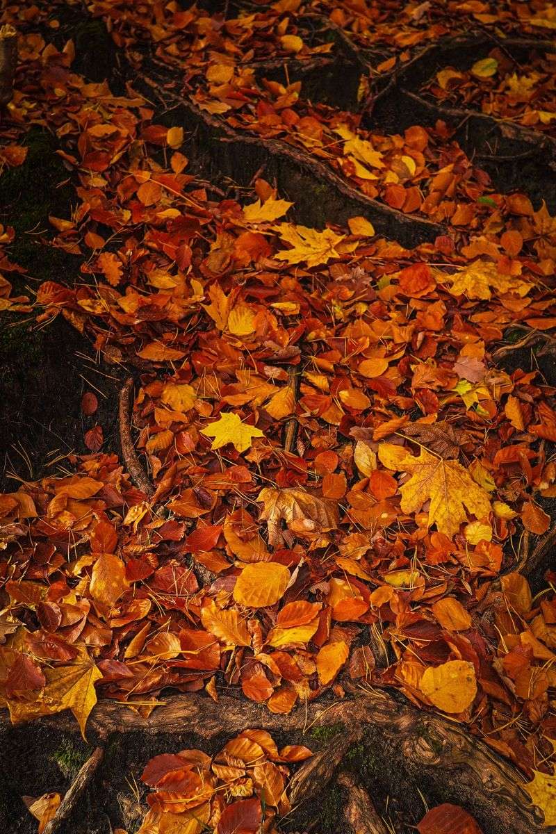 Mulch The Roots With A Thick Blanket Of Leaves Mulch The Roots With A Thick Blanket Of Leaves