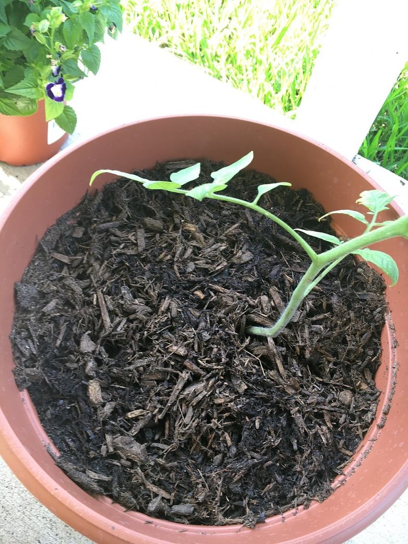 Mulch The Surface To Slow Moisture Loss